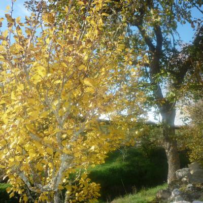 Arbol
