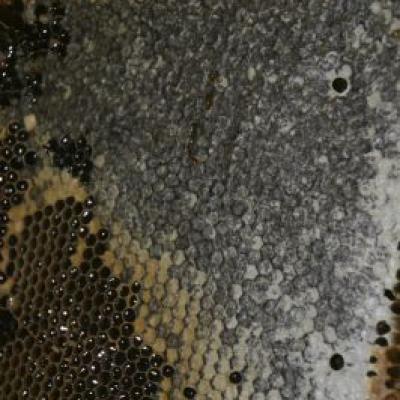Panal Miel 