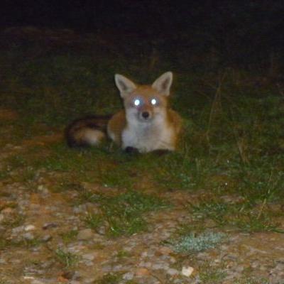 Animales